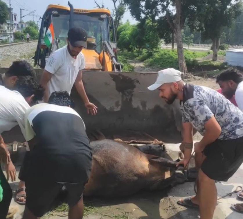 निराश्रित गौवंशों के लिए आगे आई गौरी केयर सोसाइटी, जिलाधिकारी ने दिए अनुदान प्रक्रिया के निर्देश
